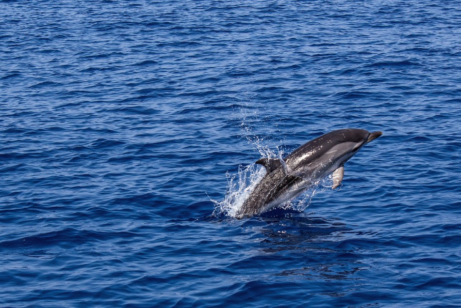 ONU conclui acordo histórico entre nações para proteção da biodiversidade marinha