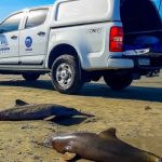 Golfinhos mortos no litoral de SP tinham lixo e material de pesca no estômago