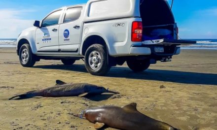 Golfinhos mortos no litoral de SP tinham lixo e material de pesca no estômago