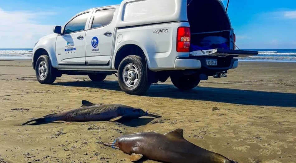Golfinhos mortos no litoral de SP tinham lixo e material de pesca no estômago