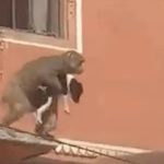 Macaco rapta cachorro para supostamente se alimentar na Índia