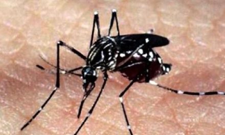 Minas ganhará fábrica de mosquitos Aedes modificados para combater dengue, zika e chikungunya