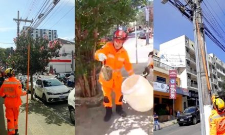 Ouriço-cacheiro sobe em fiação elétrica e ‘dá baile’ em Corpo de Bombeiros durante resgate