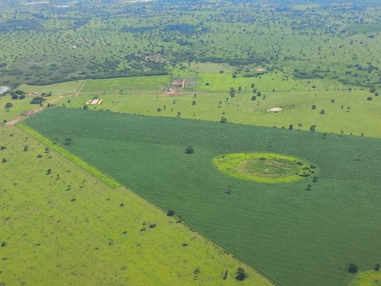 Projeto quer frear avanço da soja no Pantanal em MS