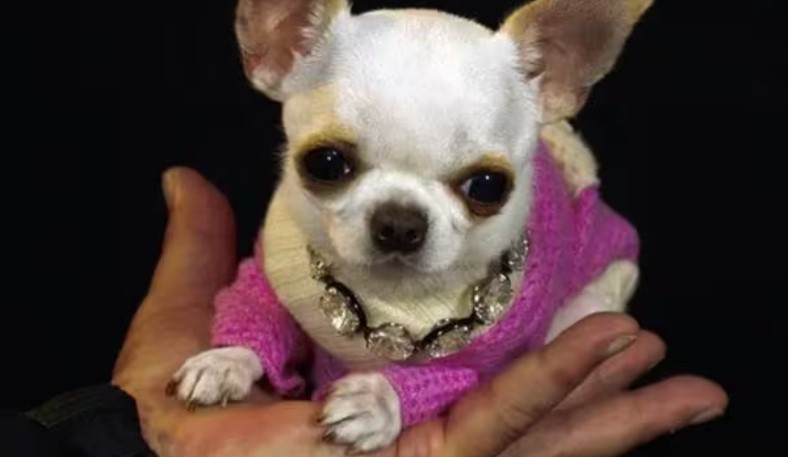 Cachorra de 9 centímetros e 500 g é eleita a menor cadela do mundo