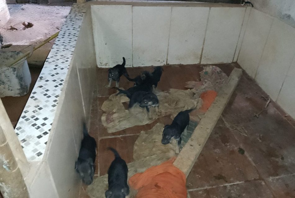 Cadela com sete filhotes em situação de maus-tratos é resgata em São Roque