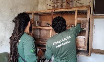 Criadores irregulares de pássaros silvestres geram multas de quase R$ 1 milhão