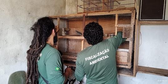 Criadores irregulares de pássaros silvestres geram multas de quase R$ 1 milhão