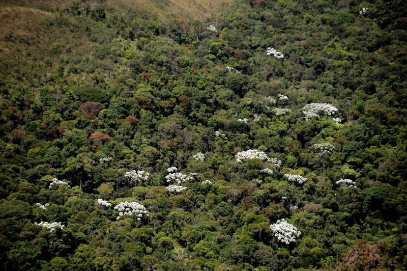 Minas concentra 68% das florestas modelo no Brasil