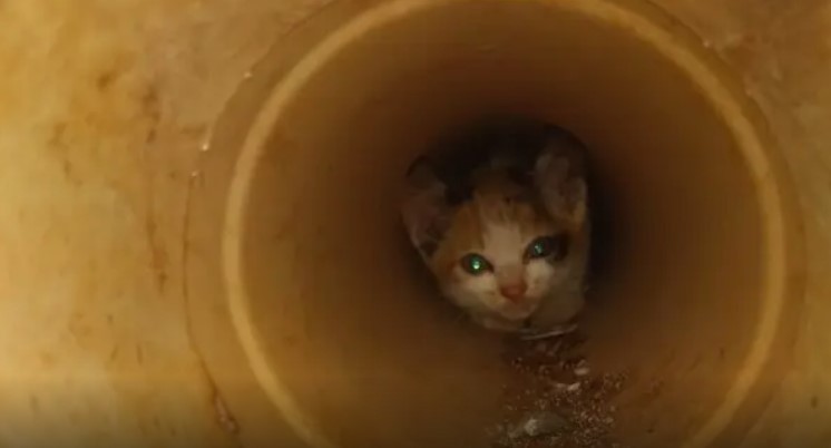 Gatinho fica preso em encanamento e é resgatado por bombeiros em Oliveira