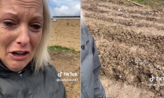 Vândalos destroem plantação e salgam solo de cultivo usado para alimentar necessitados