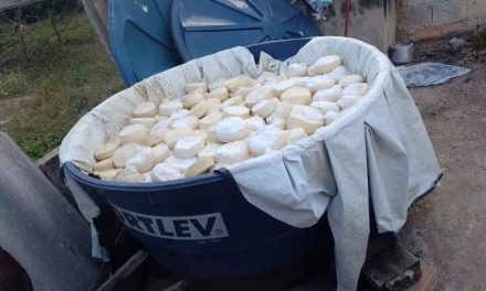 Polícia Militar apreende 11 mil kg de queijo com larvas que iriam para Brasília e Uberlândia