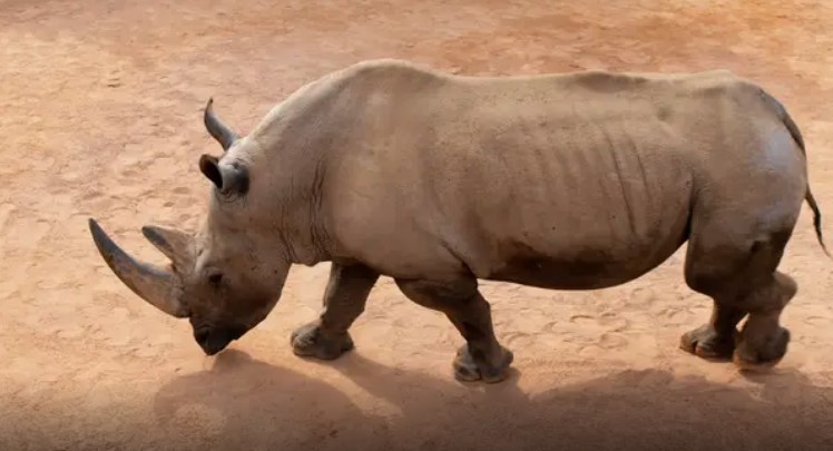 Homem é detido por invadir zoológico e nadar com rinocerontes