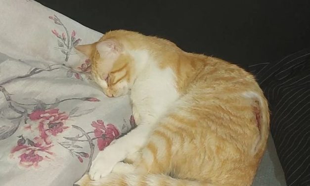 Formiguense pede doações para arcar com cirurgia de gato atropelado