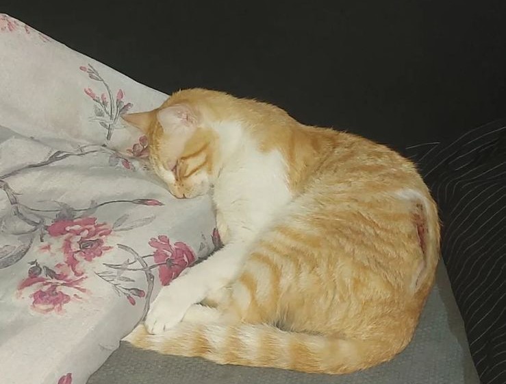 Formiguense pede doações para arcar com cirurgia de gato atropelado