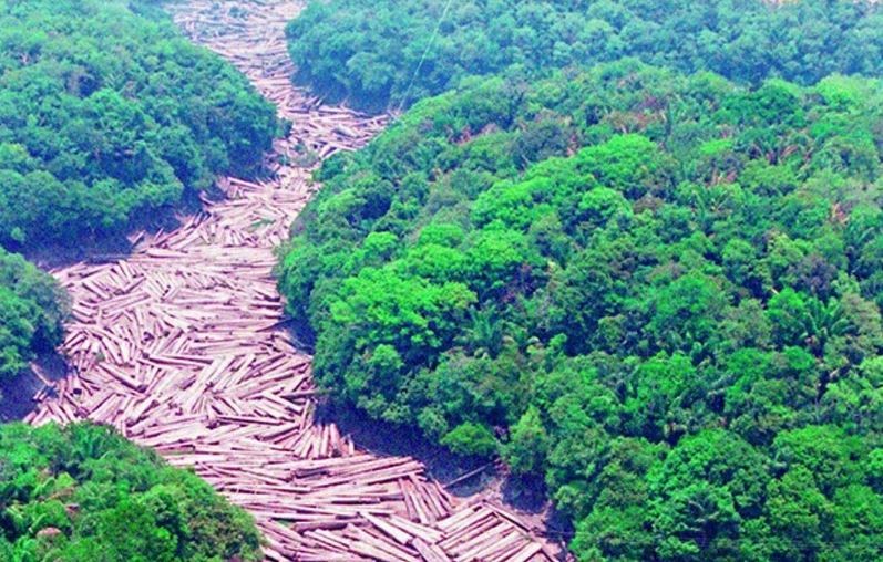 Amazônia preservada rende 7 vezes mais do que exploração, diz Banco Mundial