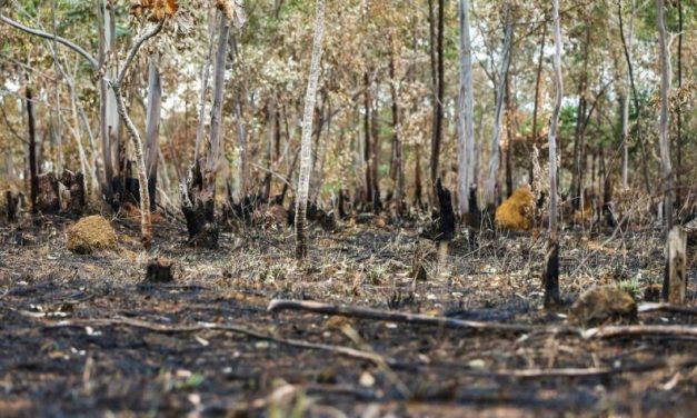 Desmatamento cai mais de 30% na Amazônia em 2023, mas aumenta no cerrado
