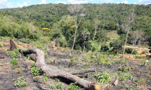 Minas lidera desmatamento da Mata Atlântica no Brasil