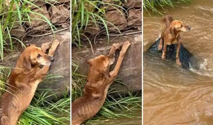 Cachorro se agarra à margem de córrego à espera de socorro em Minas