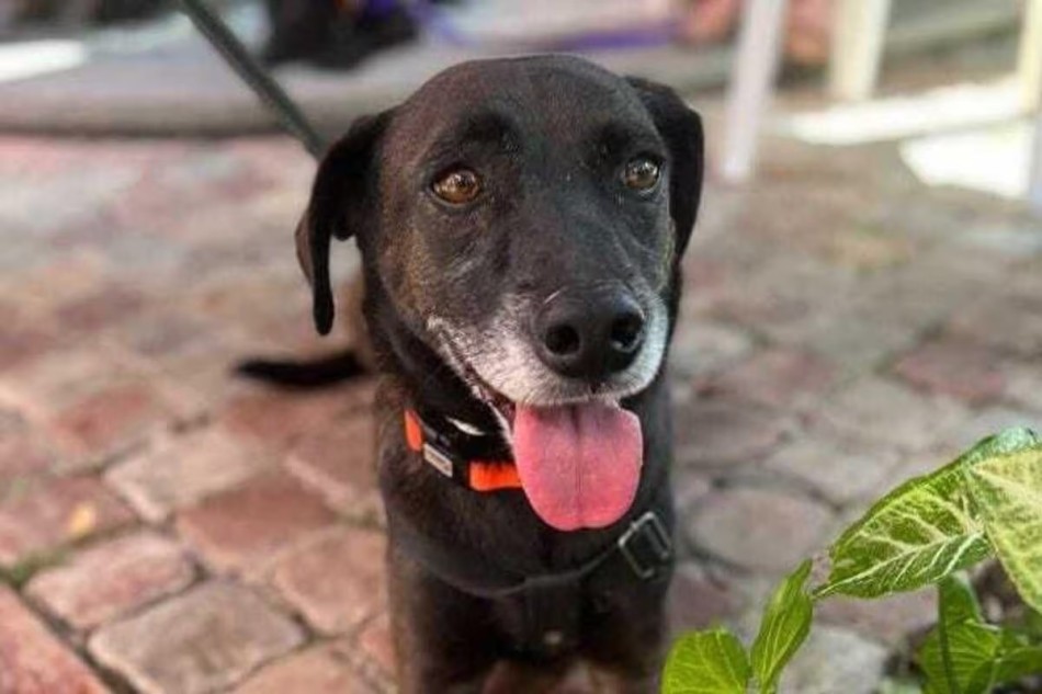 Cidade na BA decreta abate de animais abandonados, mas recua após repercussão