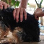 Fabricante da dose contra leishmaniose recolhe mais 36 lotes da vacina; venda segue suspensa