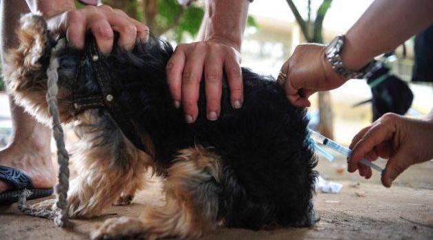 Fabricante da dose contra leishmaniose recolhe mais 36 lotes da vacina; venda segue suspensa