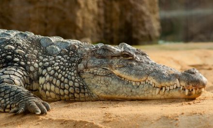 Homem pula nas costas de jacaré de 3,6 metros para salvar cachorro de ataque