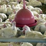 Ministérios articulam ações para enfrentamento à gripe aviária