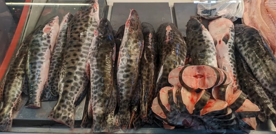 Peixes consumidos pela população em 6 estados da Amazônia têm contaminação por mercúrio