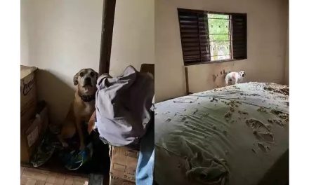 Cães abandonados e maltratados são resgatados em Uberaba pela Polícia Civil