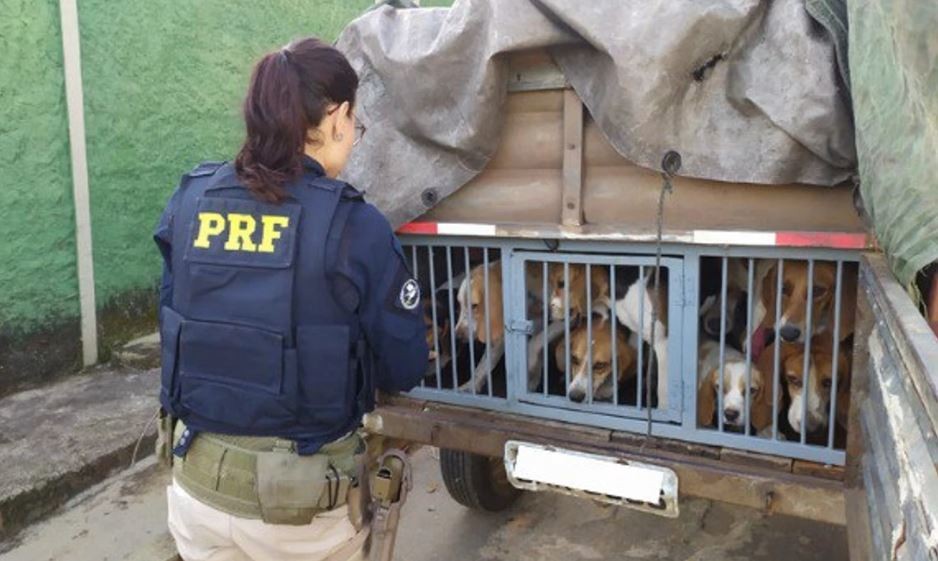 PRF resgata quase 20 cães transportados em situação de maus-tratos na BR-381, em Oliveira