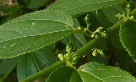 Planta brasileira com canabidiol substituirá maconha? Há chance, mas levará anos