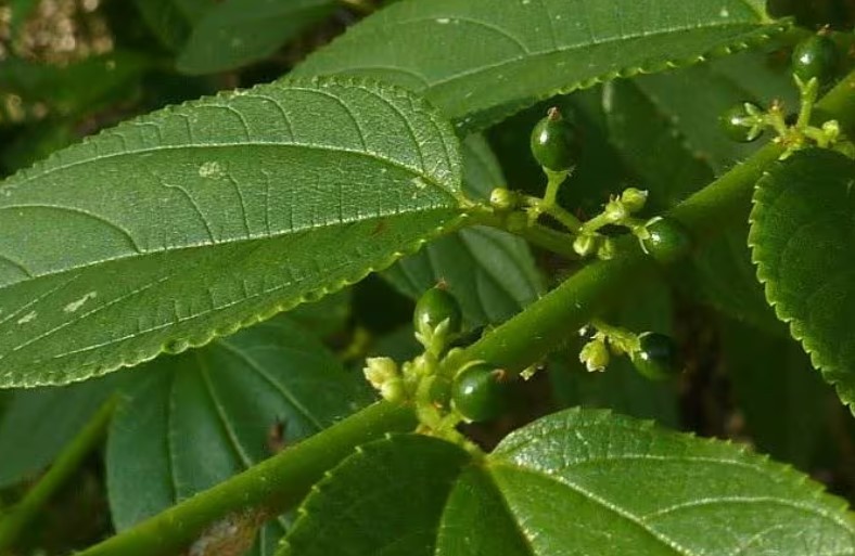 Planta brasileira com canabidiol substituirá maconha? Há chance, mas levará anos