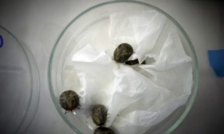 Proteína do carrapato-estrela pode ser alvo para vacina contra febre maculosa