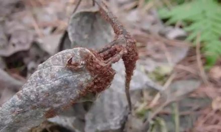 Homem morre de febre maculosa em Minas