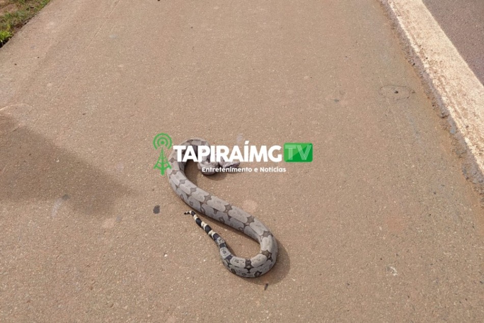 PRF resgata cobra sob risco de atropelamento na BR-262 em Luz