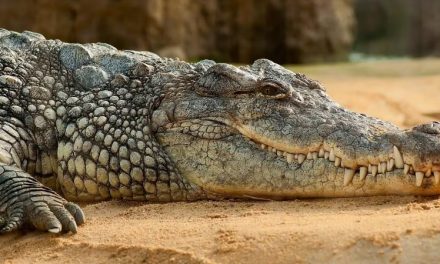 Crocodilo engravida de si mesmo em fenômeno chamado de ‘parto virgem’