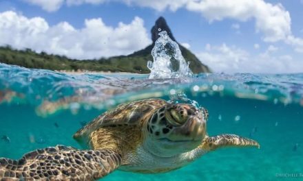 Fernando de Noronha receberá evento internacional sobre proteção dos oceanos