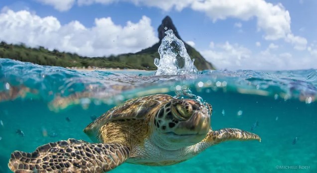Fernando de Noronha receberá evento internacional sobre proteção dos oceanos