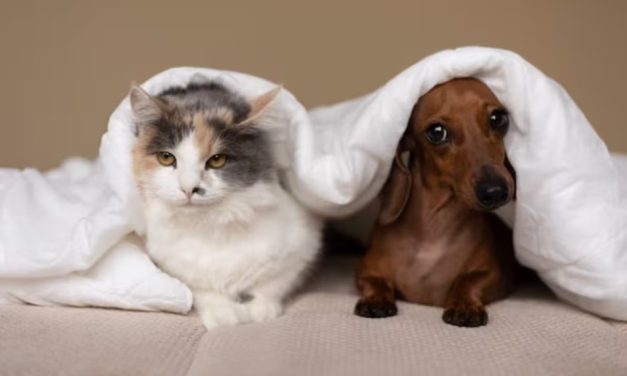 Especialistas orientam sobre cuidados com a saúde dos animais durante o inverno