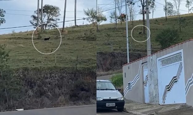 Gato-mourisco é confundido com pantera-negra e causa medo em moradores de MG