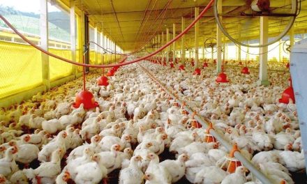 Por gripe aviária, Japão suspende compra de carne de frango do Espírito Santo