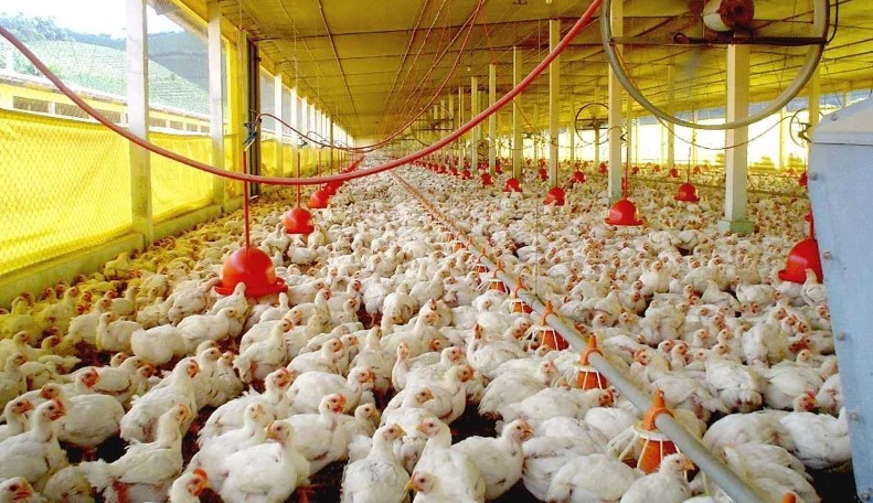 Por gripe aviária, Japão suspende compra de carne de frango do Espírito Santo
