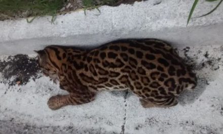 Jaguatirica é atropelada na BR-494, em Divinópolis