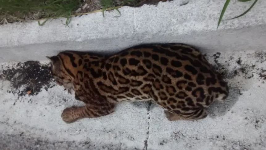 Jaguatirica é atropelada na BR-494, em Divinópolis
