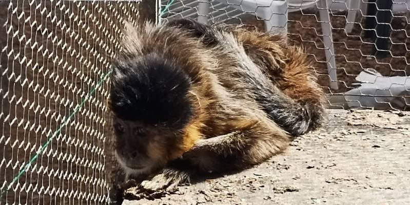 Macaco-prego em situação de maus-tratos e quadro de estresse é resgatado em Minas