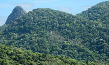 Iniciativa despejará quatro toneladas de sementes na Mata Atlântica