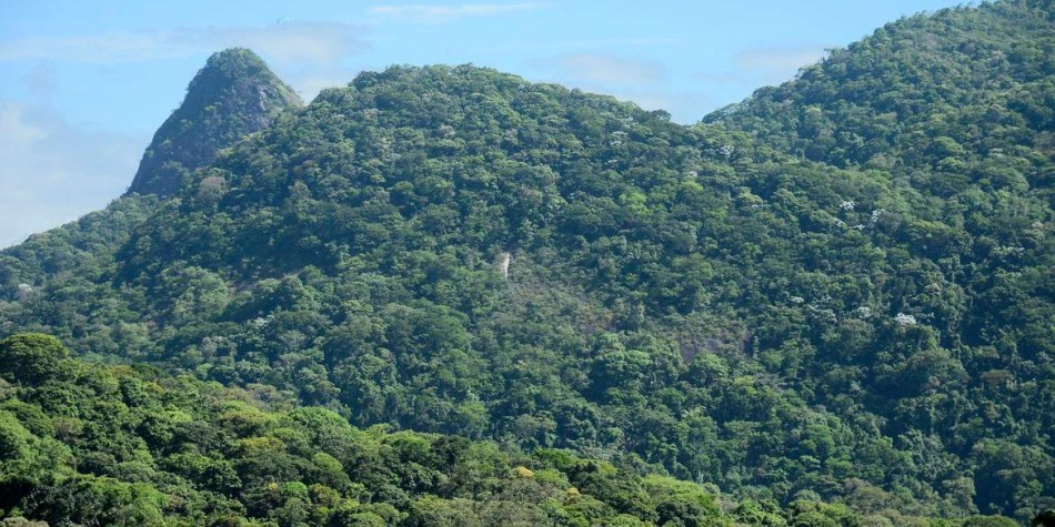 Iniciativa despejará quatro toneladas de sementes na Mata Atlântica