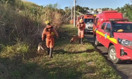 Miado de gata no cio mobiliza Corpo de Bombeiros, Polícia Militar e Samu no Triângulo Mineiro