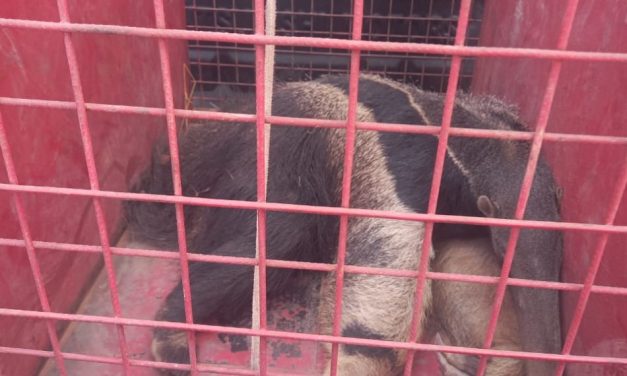 Tamanduá-bandeira é resgatado com ferimentos na zona rural de Candeias